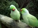 Ржачные говорящие попугаи