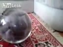 Прикольный пушистый кот очень любит сидеть в большом стеклянном бокале