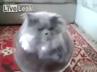 Прикольный пушистый кот очень любит сидеть в большом стеклянном бокале