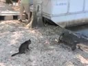 Кот vs Крокодил