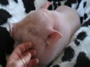 Прикольная маленькая свинка