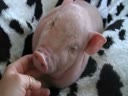 Прикольная маленькая свинка