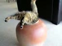 Толстый котяра и ваза