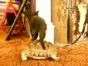 Котенок катается на черепахе