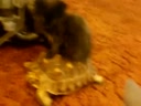 Котенок катается на черепахе