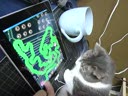 Кот и Apple iPad