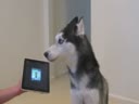 Собака записала хит, собравший более миллиона просмотров на YouTube
