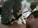 Кот - массажист