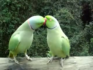 Ржачные говорящие попугаи