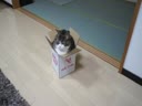 Толстый кот в коробке 