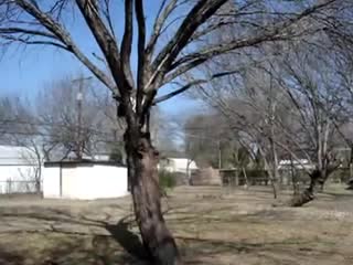 Пес бегает по деревьям 