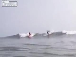 Акула перелетела серфингиста