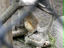 Лемур катается на черепахах 