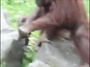 Орангутан спас птенца 