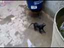 Кошак никак не может выбраться из воды 
