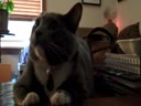 Кот напряженно смотрит фильм Чужой