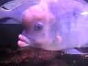 Рыбка с человеческими губами