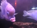 Рыбка с человеческими губами
